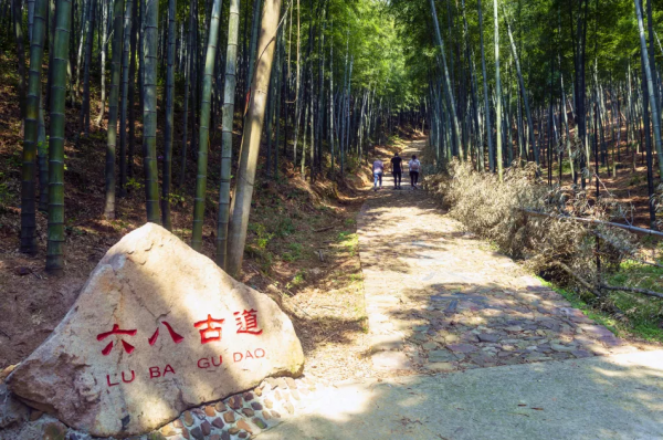 3萬株銀杏林把秋意渲染至極，第一眼就心動了