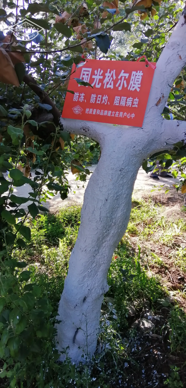 國光冬保護“三部曲”保護果樹枝幹，助力豐產豐收