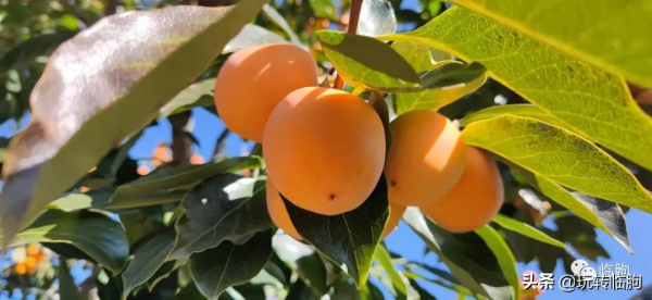 秋來養生好時光