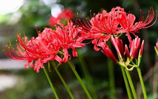 九種洋氣花，名字很“難聽”，建議別嫌棄，養好了也能美出天際