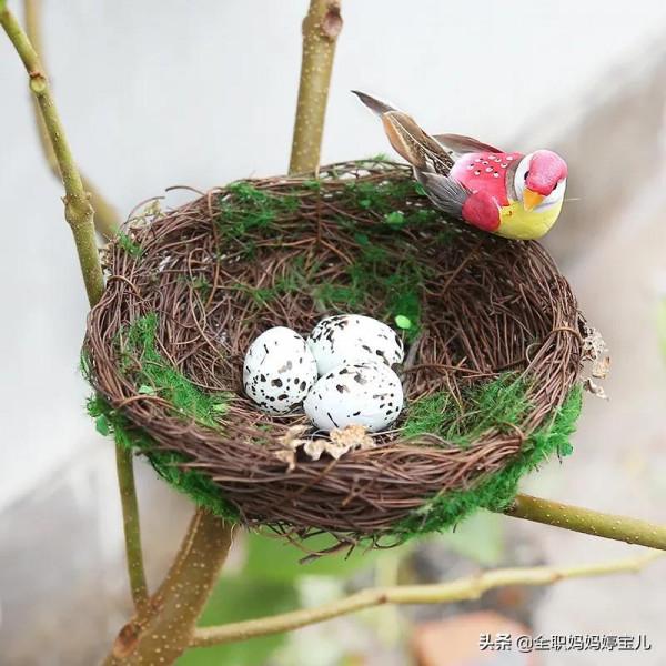 分享——鳥類築巢