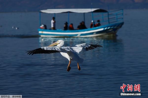 成群鵜鶘棲息查帕拉湖過冬 與人類友好相處