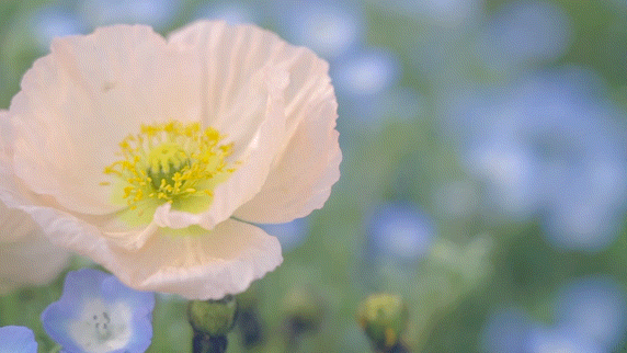 #《中秋節月圓月餅更鬆脆香甜》#