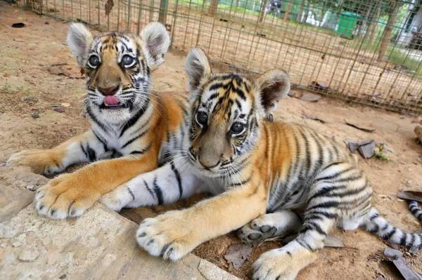 當年放養到非洲大草原的兩隻華南虎，它們後來怎麼樣了？