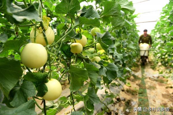 黃瓜等蔬菜一葉一瓜,其他蔬菜產量大增,靠的就是這兩個配方 黃瓜等蔬菜一葉一瓜,其他蔬菜產量大增,靠的就是這兩個配方