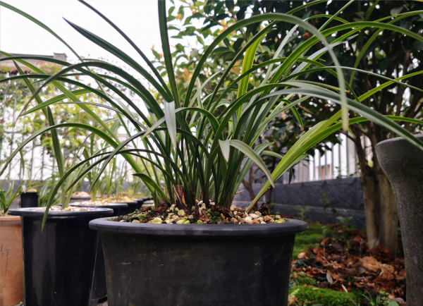 養蘭花換盆如何選擇植料,老花匠教你一招,有效防止僵苗 養蘭花換盆如何選擇植料,老花匠教你一招,有效防止僵苗