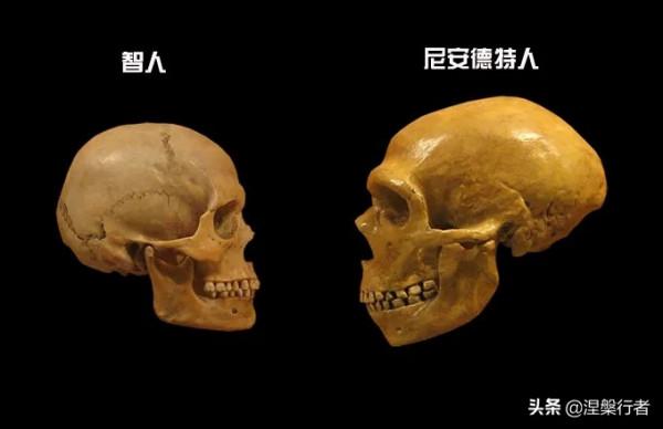 人類褪毛簡史 人類褪毛簡史