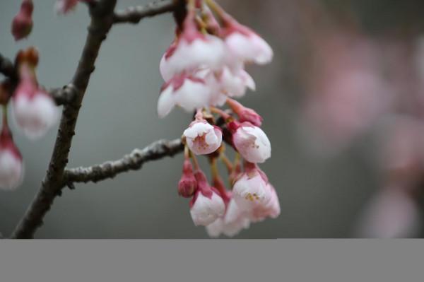 黿頭渚櫻花提前&OpenCurlyDoubleQuote;甦醒&rdquo;，&OpenCurlyDoubleQuote;初美人&rdquo;露出嬌豔容顏報春