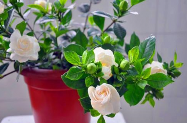 特別“喜水”的4種植物,平常給足水,缺水一次都不行 特別“喜水”的4種植物,平常給足水,缺水一次都不行