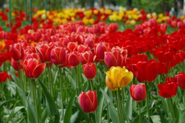 十二月花神 十二月花神