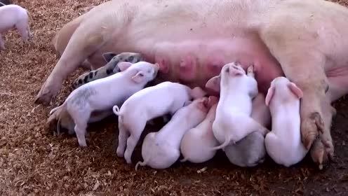 賣豬不夠賠豬仔本的白大爺 賣豬不夠賠豬仔本的白大爺