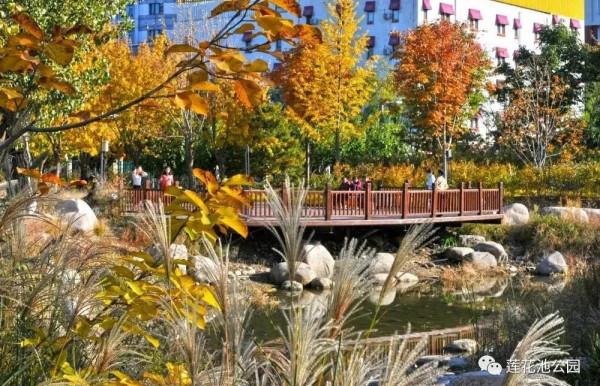 【FENG景】創森動態 | 蓮花池公園多彩的秋天