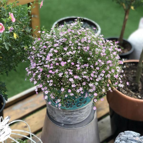 過年買花“避坑”指南，這6種花，再漂亮也別買，買回家浪費錢