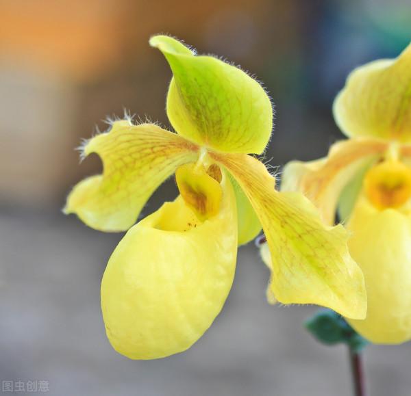 拖鞋蘭又稱兜蘭