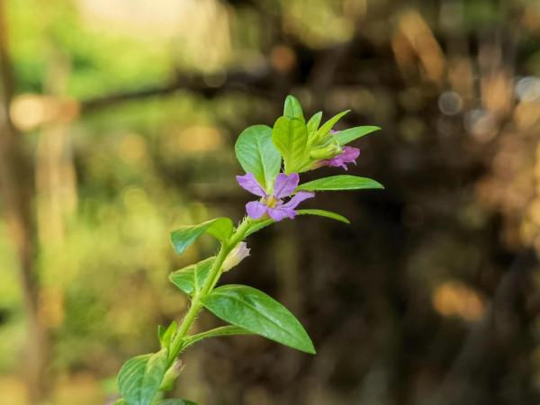 順手留影,我的貼身相機華為 Mate 40 pro+ 順手留影,我的貼身相機華為 Mate 40 pro+