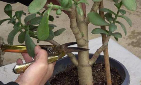 6種&OpenCurlyDoubleQuote;增值花&rdquo;，丟牆角不管它，也能長成&OpenCurlyDoubleQuote;花大樹&rdquo;，越養越富