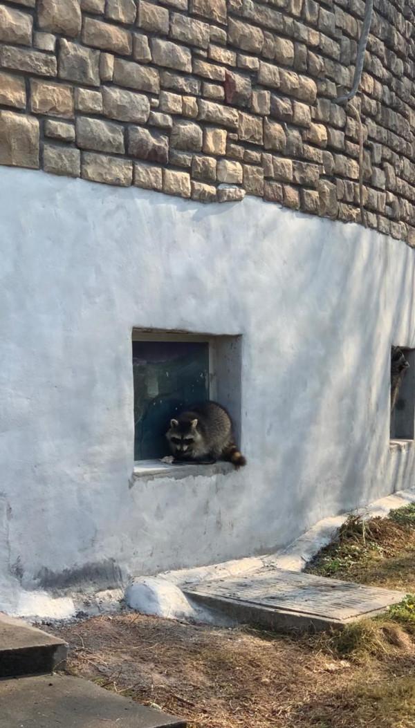 河馬泡在溫水裡，黑猩猩住暖氣房，動物們這樣過冬