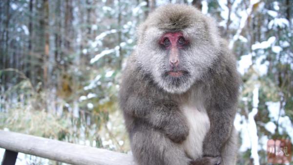 C影片｜在雪山遇見&OpenCurlyDoubleQuote;美猴王&rdquo;&OpenCurlyDoubleQuote;四目相對&rdquo;不慌不忙