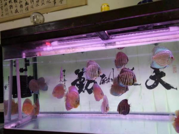 當七彩神仙魚遭遇縮鰭、黑體、扎堆等情況，需要考慮哪些問題？