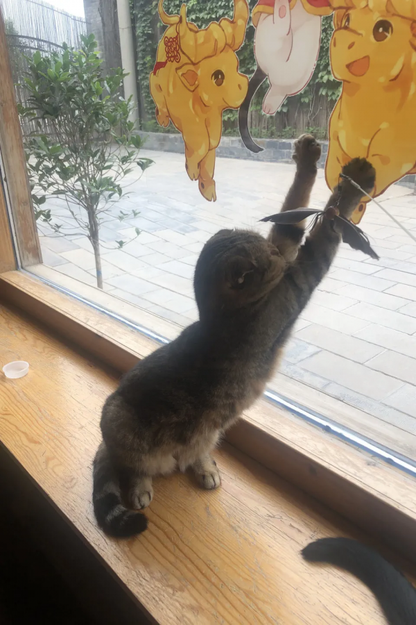 蘇格格|不出門可以做些什麼? 蘇格格|不出門可以做些什麼?