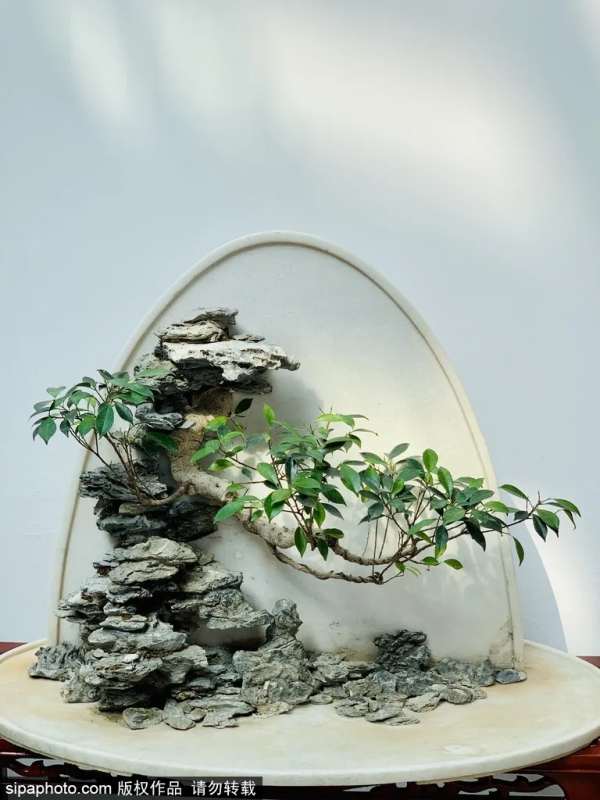 冬天不想宅在家?北京這些地方,依然綠意蔥蘢! 冬天不想宅在家?北京這些地方,依然綠意蔥蘢!