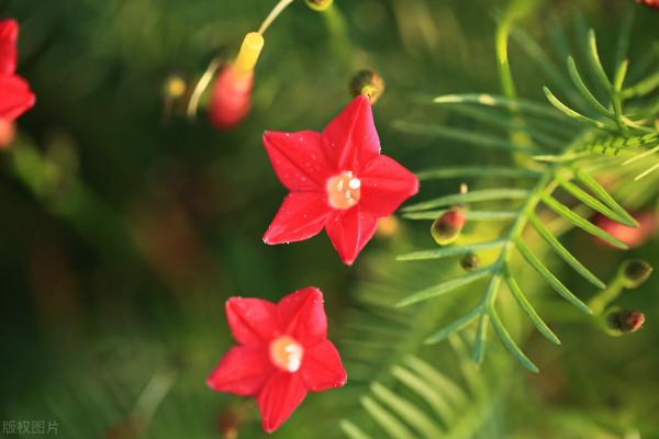 五角紅星花——蔦蘿松
