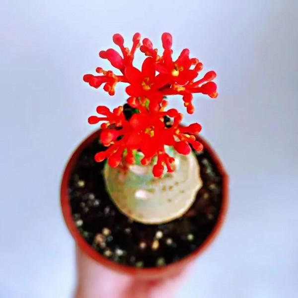 佛肚海棠,株形奇特,一年四季花開不斷,是室內盆栽的佳品 佛肚海棠,株形奇特,一年四季花開不斷,是室內盆栽的佳品