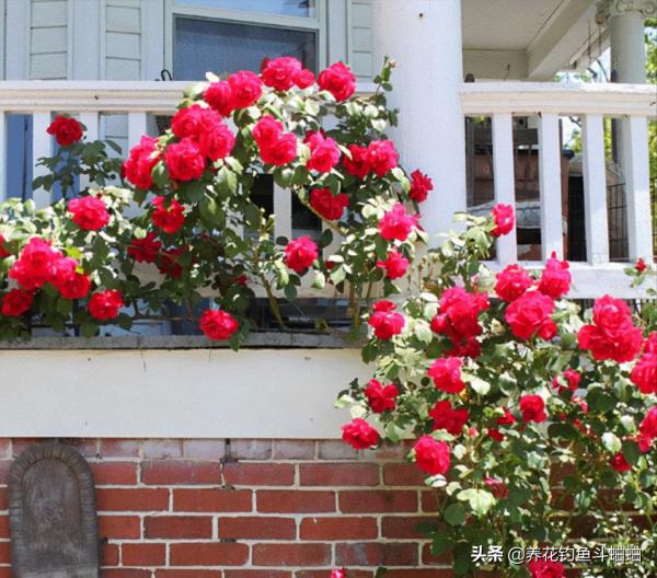 月季出現大量黃葉,不要著急,對應“二症狀”,就能輕鬆返青 月季出現大量黃葉,不要著急,對應“二症狀”,就能輕鬆返青