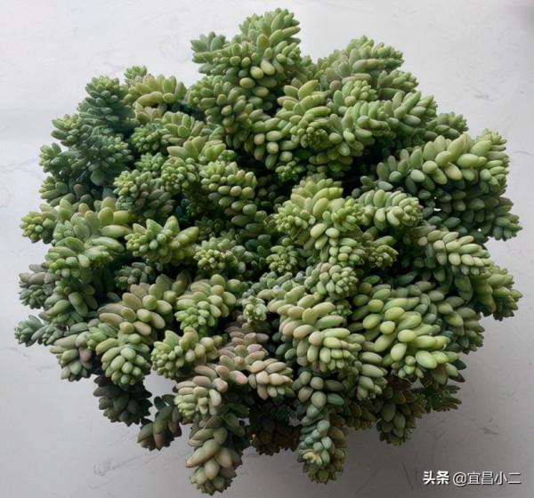 幾種非常好看的多肉植物，你值得養上一盆！你心目中多肉是那一款