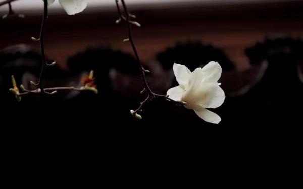 圖組丨踏著春光，迎接彌勒春暖花開