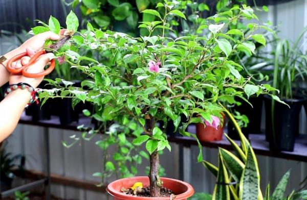 家裡養4種花,秋天給它“剪一剪”,花苞長更多 家裡養4種花,秋天給它“剪一剪”,花苞長更多