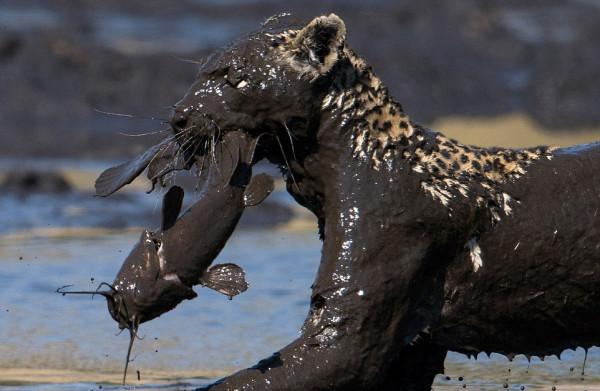 40張罕見的照片:鱷魚咬碎烏龜,鴕鳥在水面飛奔,河馬充當渡輪 40張罕見的照片:鱷魚咬碎烏龜,鴕鳥在水面飛奔,河馬充當渡輪