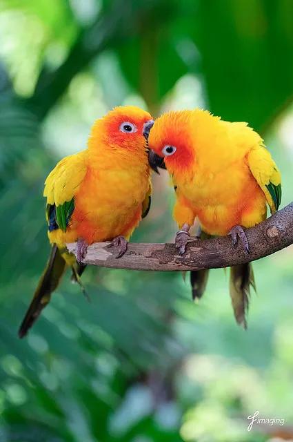 分享圖片：精美絕倫的鳥兒。顏色鮮豔，姿態優美，太招人喜歡了