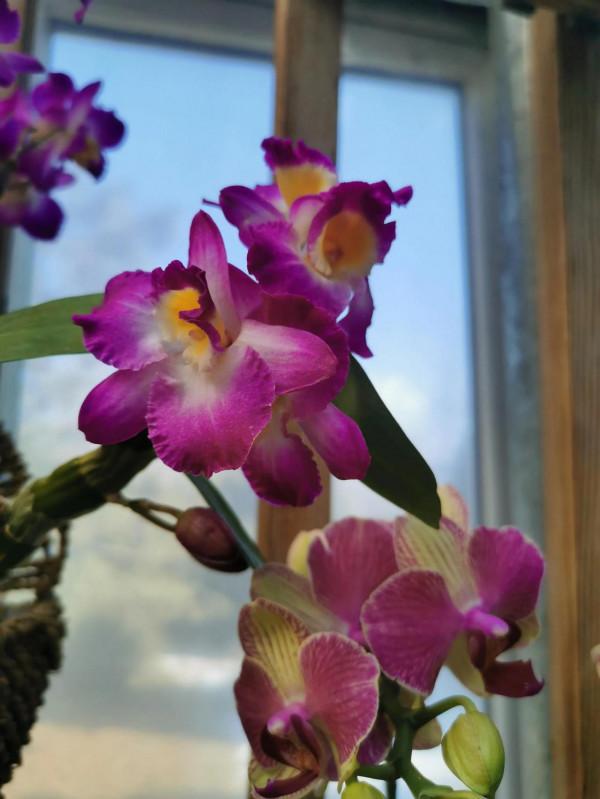 蝴蝶蘭花兒開，美好又可愛