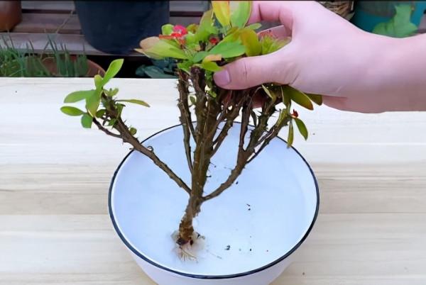 鄰居給了我一盆虎刺梅，積水爛根，讓我救救它