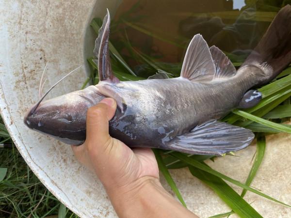 我在喀麥隆釣個魚玩