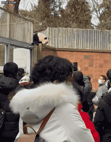 這隻大熊貓憑一己之力“出圈”!網友:是有點本事在身上的 這隻大熊貓憑一己之力“出圈”!網友:是有點本事在身上的