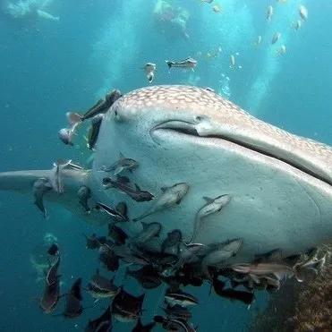 海洋中真正的小惡霸 海洋中真正的小惡霸