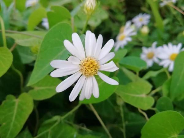 小小野花也漂亮