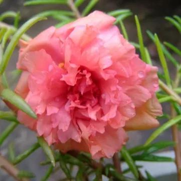 太陽花裡的翹楚一一鬆葉牡丹