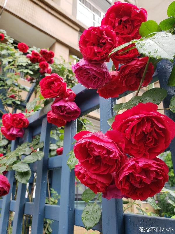 懷孕辣媽超愛養花,親力親為建花園,現在人人都羨慕 懷孕辣媽超愛養花,親力親為建花園,現在人人都羨慕