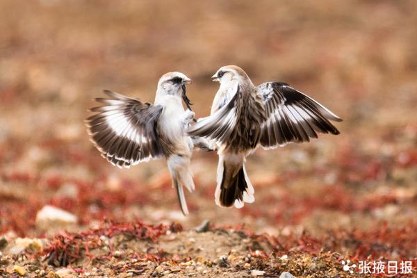 兩隻打鬥的白腰雪雀，萌翻了
