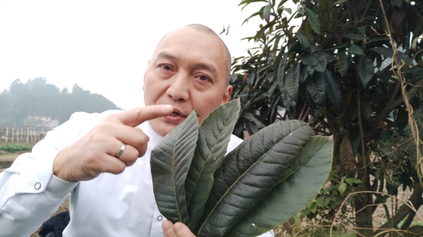 為啥枇杷葉比枇杷值錢，用它煮水止咳平喘，家中常備好幫手