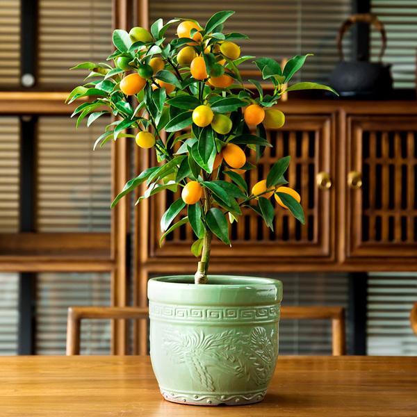 5種&OpenCurlyDoubleQuote;過年花&rdquo;，一個比一個漂亮，但一個比一個難養，別去挑戰它