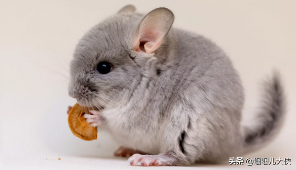 27種動物照片大集合,出生不久的小刺蝟長成這樣,大自然真神奇 27種動物照片大集合,出生不久的小刺蝟長成這樣,大自然真神奇