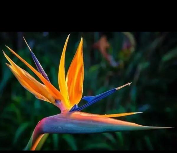 神奇的花你見過嗎