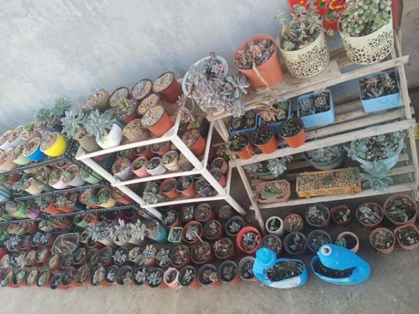 多肉生長的季節又到了