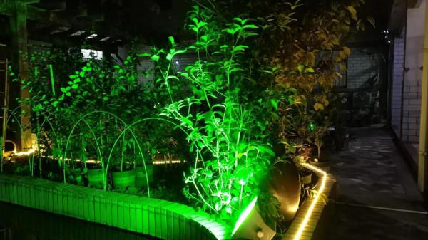 老家的庭院 老家的庭院