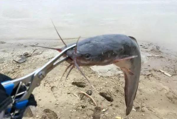十幾斤重白送沒人要,從街頭美食到遭人唾棄,鬍子鯰經歷了什麼? 十幾斤重白送沒人要,從街頭美食到遭人唾棄,鬍子鯰經歷了什麼?