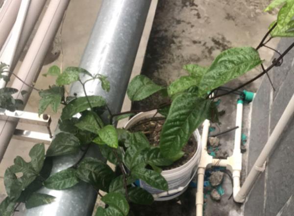 有1種果樹,盆栽地栽也爬藤,總有一款適合你 有1種果樹,盆栽地栽也爬藤,總有一款適合你